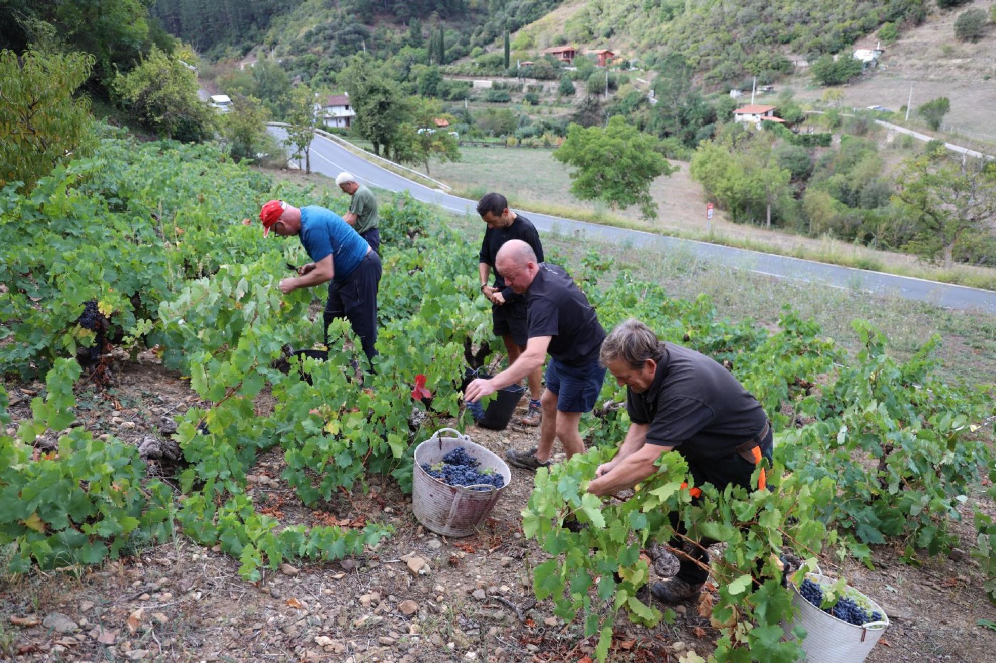 Un grupo de hombres recoge la uva en la comarca de Liébana.