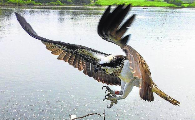 El aguila pescadora llega a la costa de Cantabria.