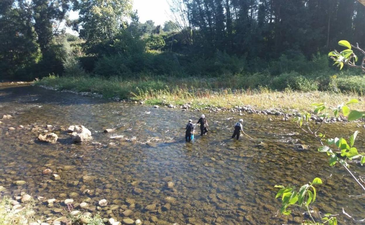 Pesca eléctrica previa a los trabajos de consolidación del cauce.