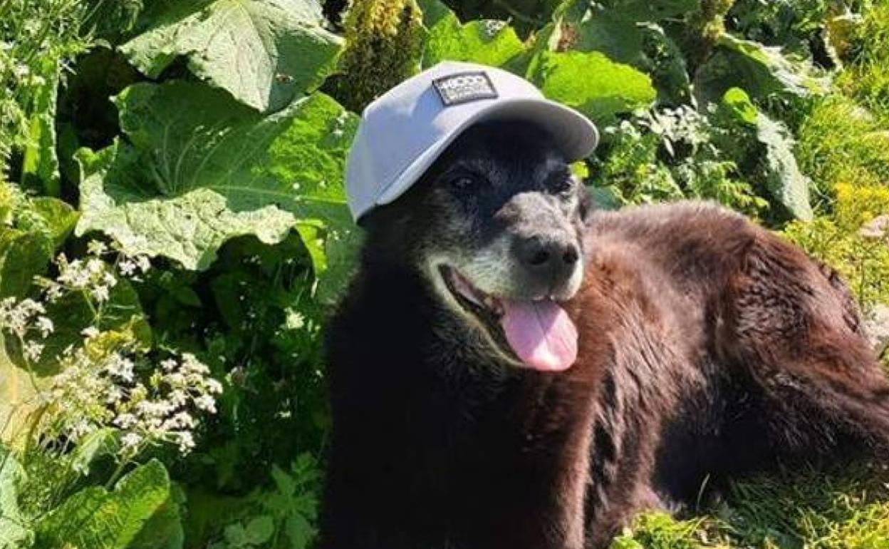 Luto por la muerte de Norte, el perro guardián del Aneto durante más de dos décadas