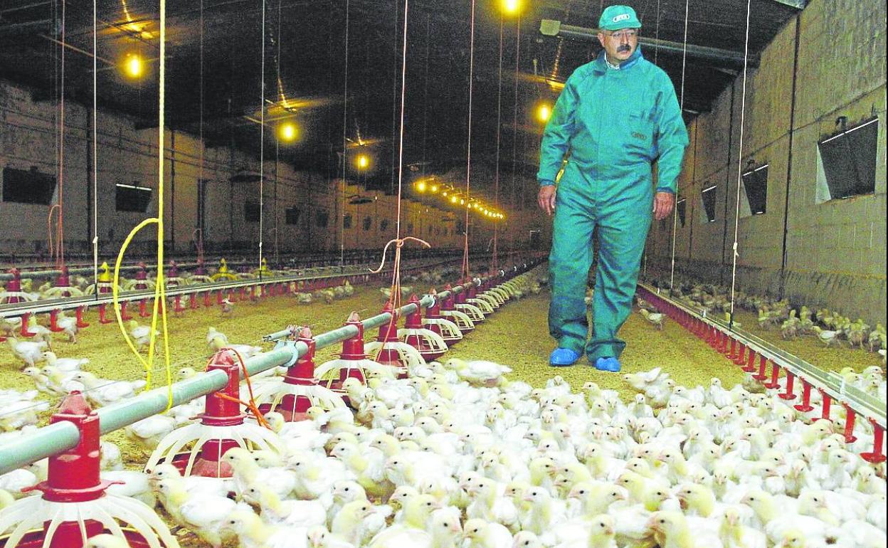 Un avicultor durante una jornada laboral en una granja de gallinas.