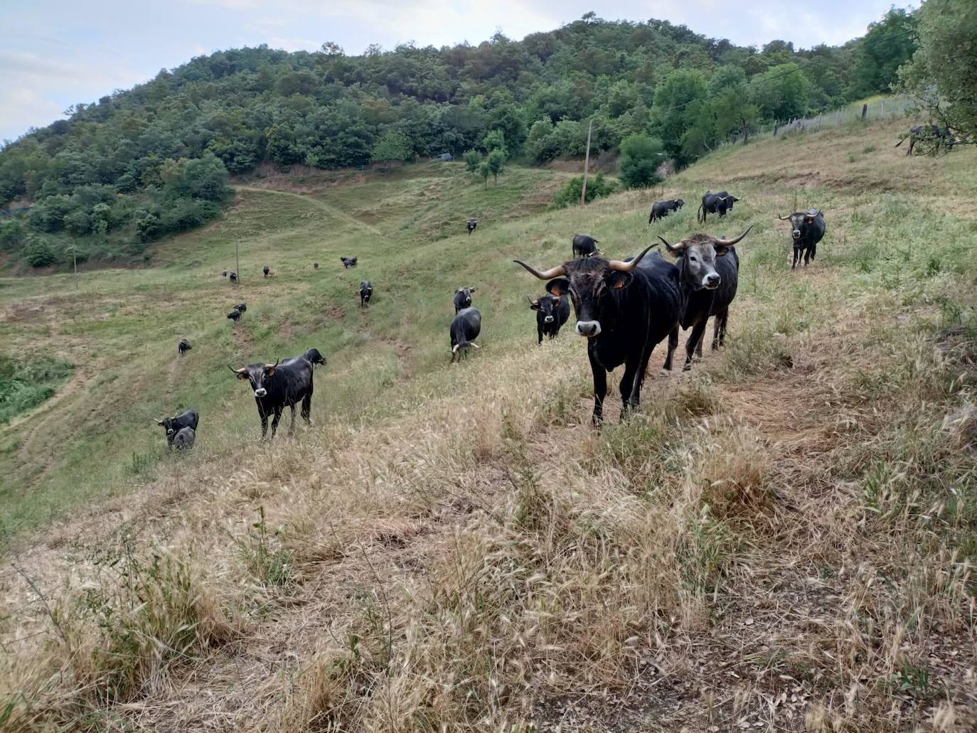 Tudancas de la ganadería familiar.