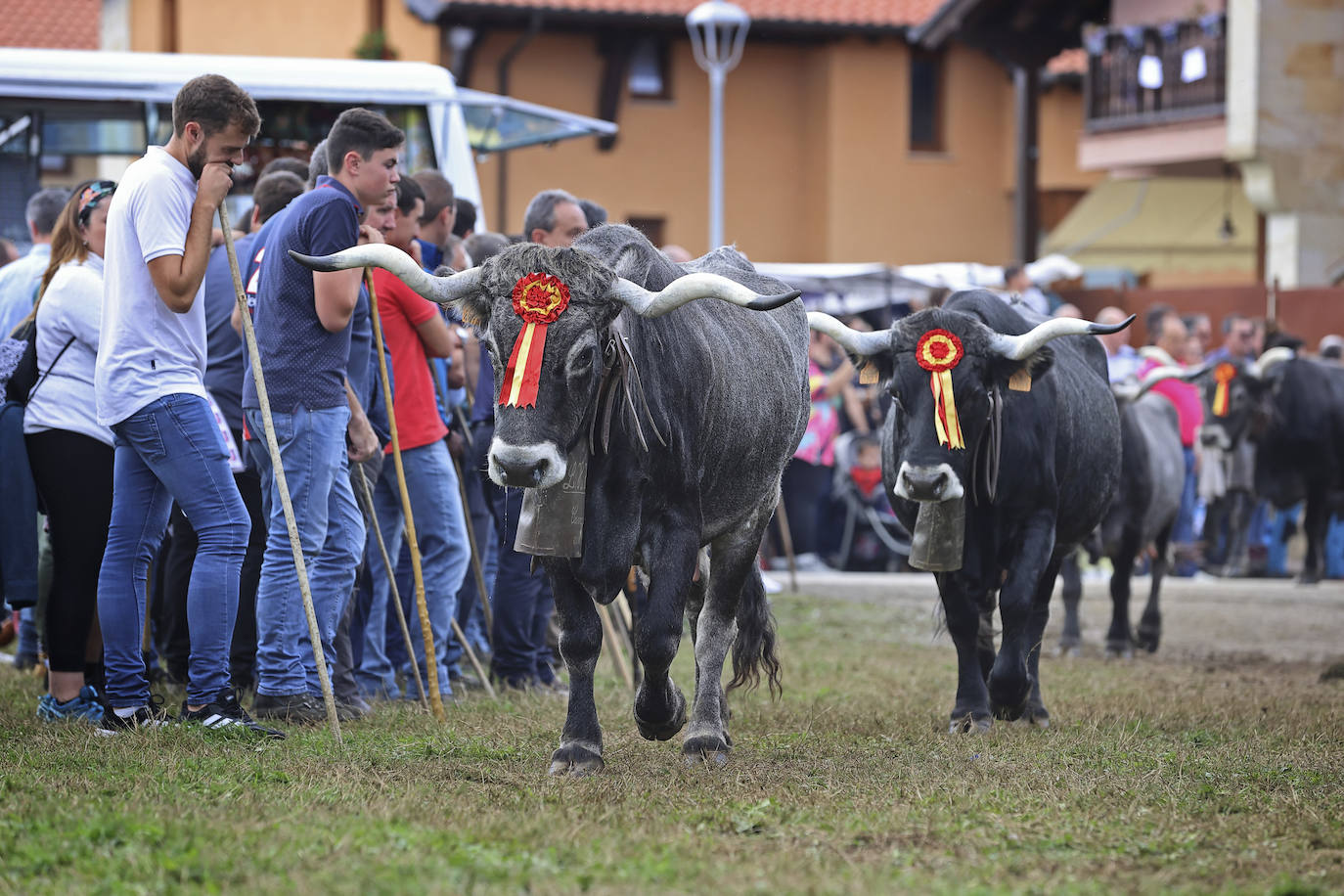 Fotos: Las tudancas se lucen en Cabezón de la Sal