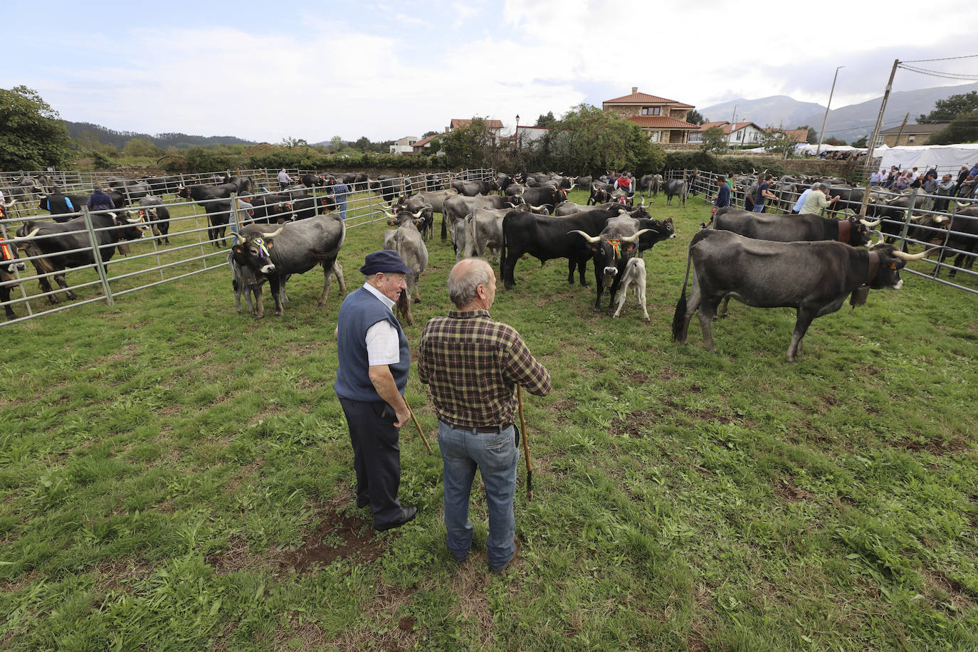 Fotos: Las tudancas se lucen en Cabezón de la Sal