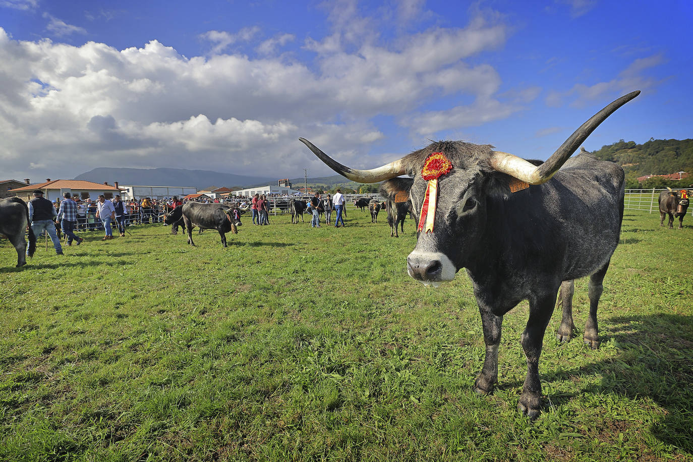 Fotos: Las tudancas se lucen en Cabezón de la Sal