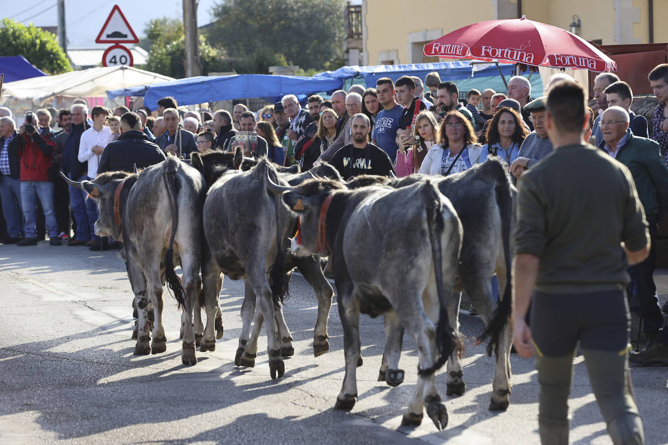 Fotos: Las tudancas se lucen en Cabezón de la Sal