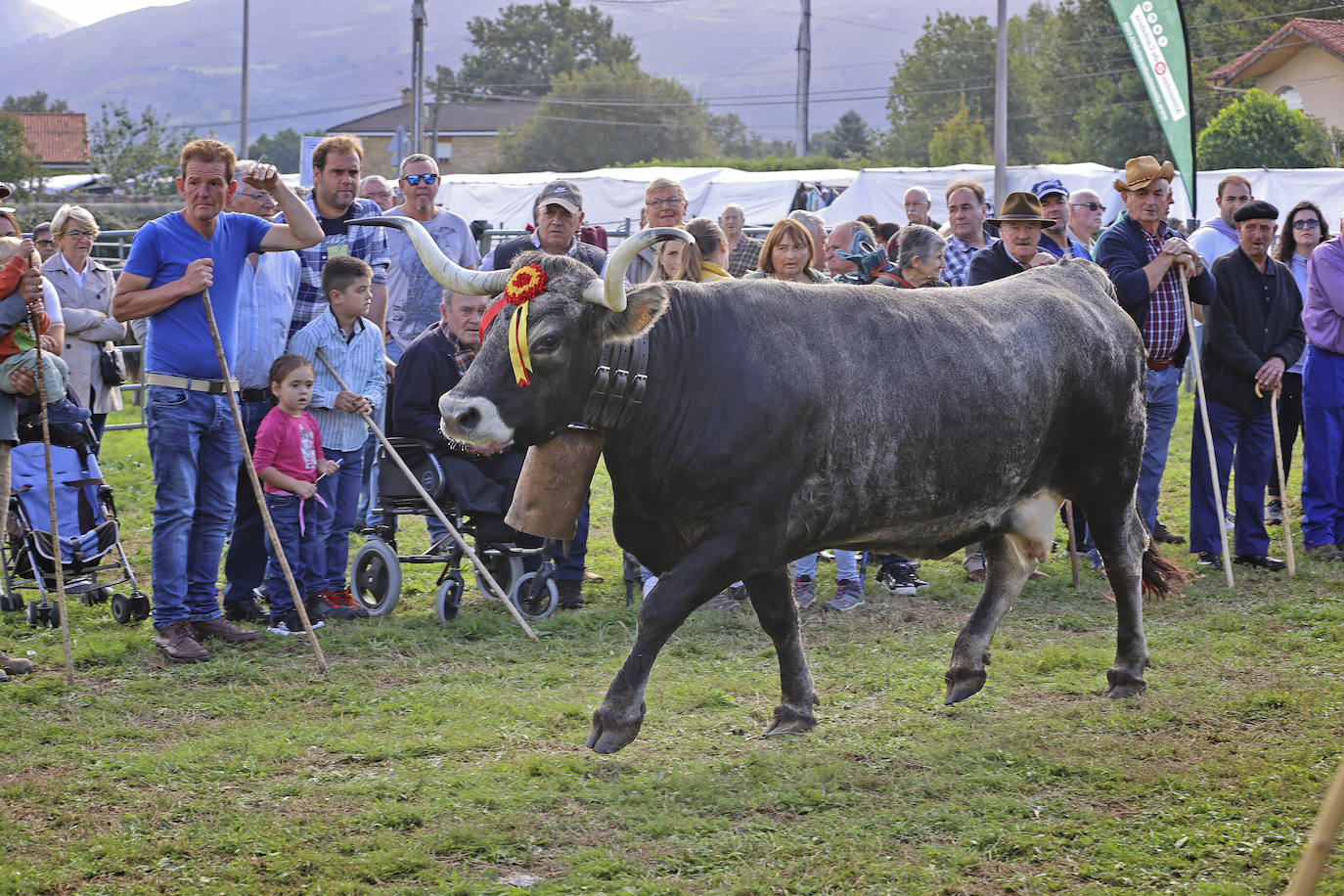 Fotos: Las tudancas se lucen en Cabezón de la Sal