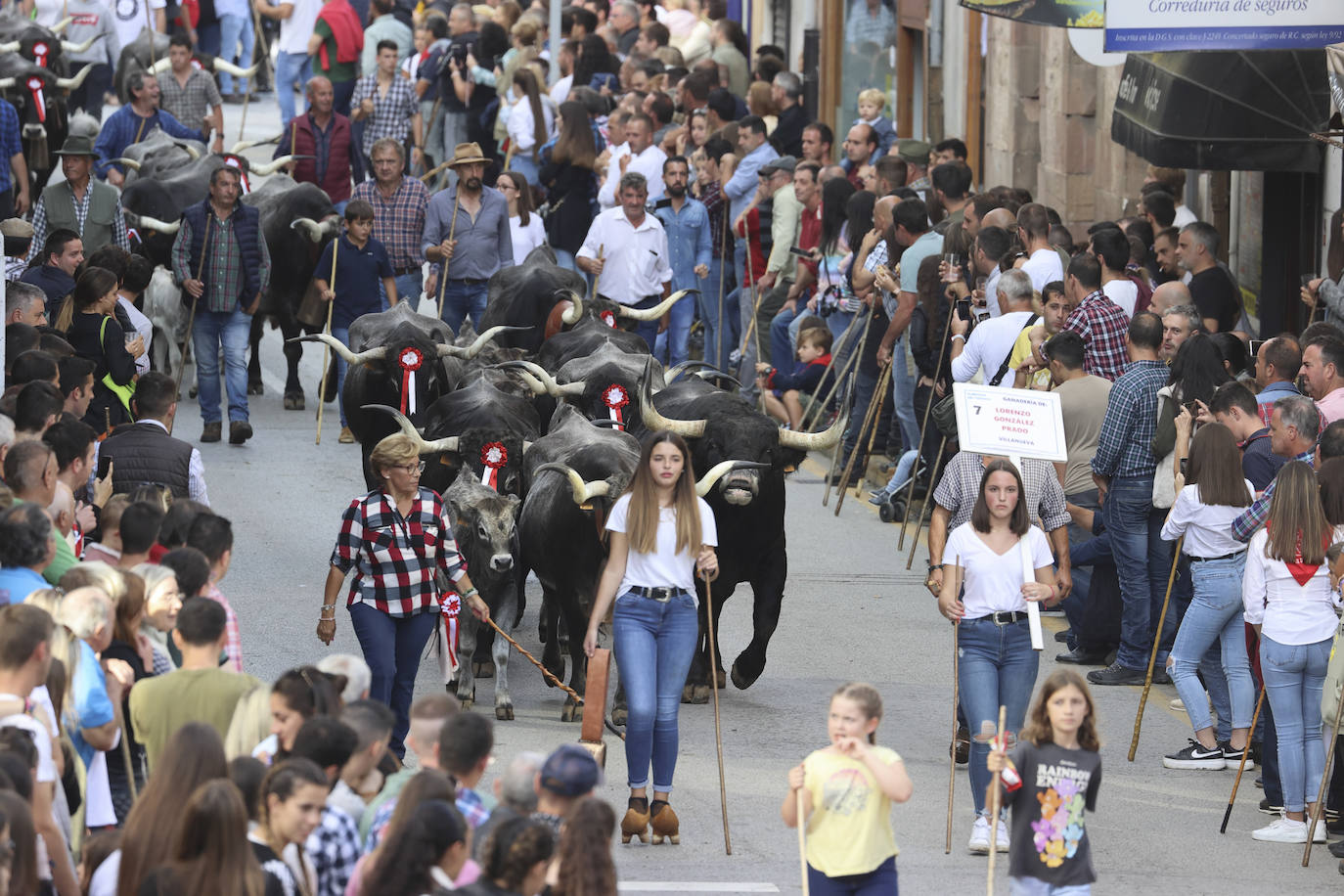 Fotos: Las tudancas se lucen en Cabezón de la Sal