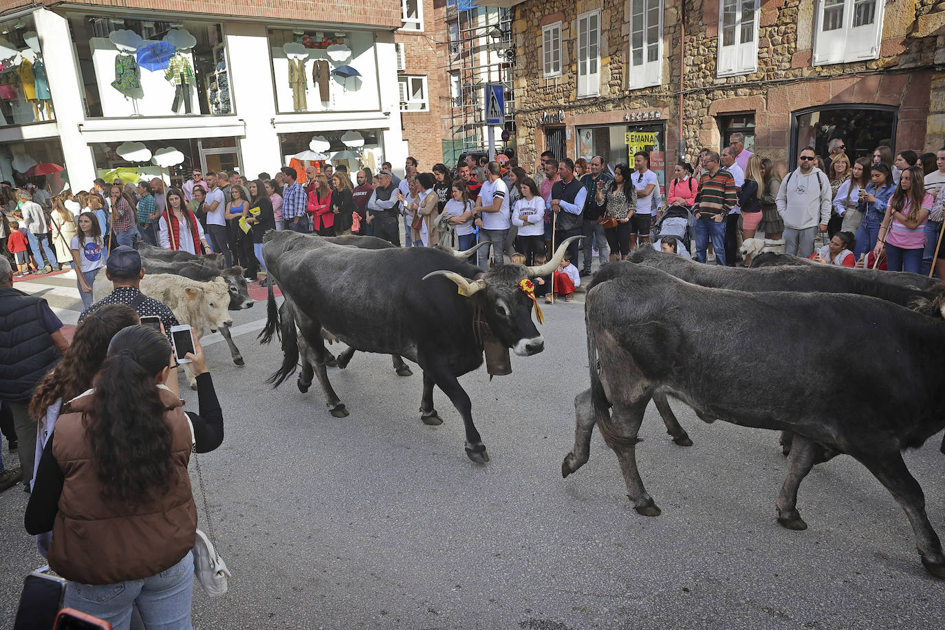 Fotos: Las tudancas se lucen en Cabezón de la Sal