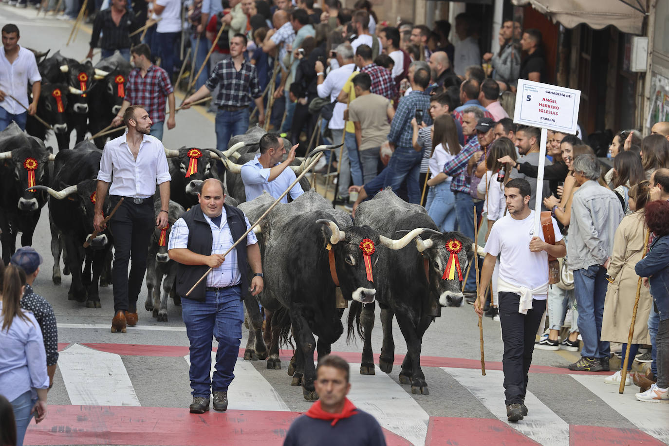 Fotos: Las tudancas se lucen en Cabezón de la Sal