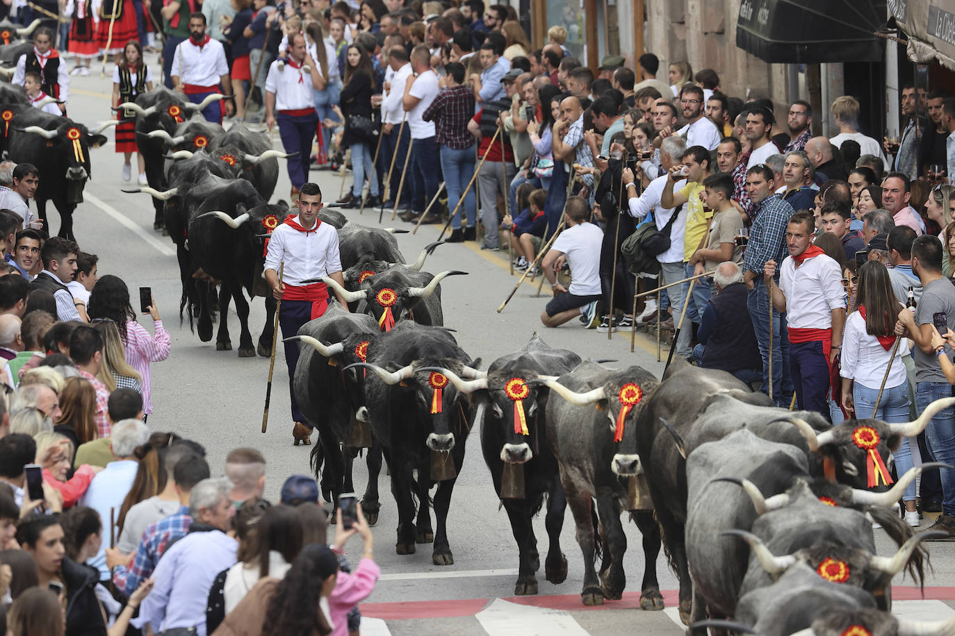 Fotos: Las tudancas se lucen en Cabezón de la Sal