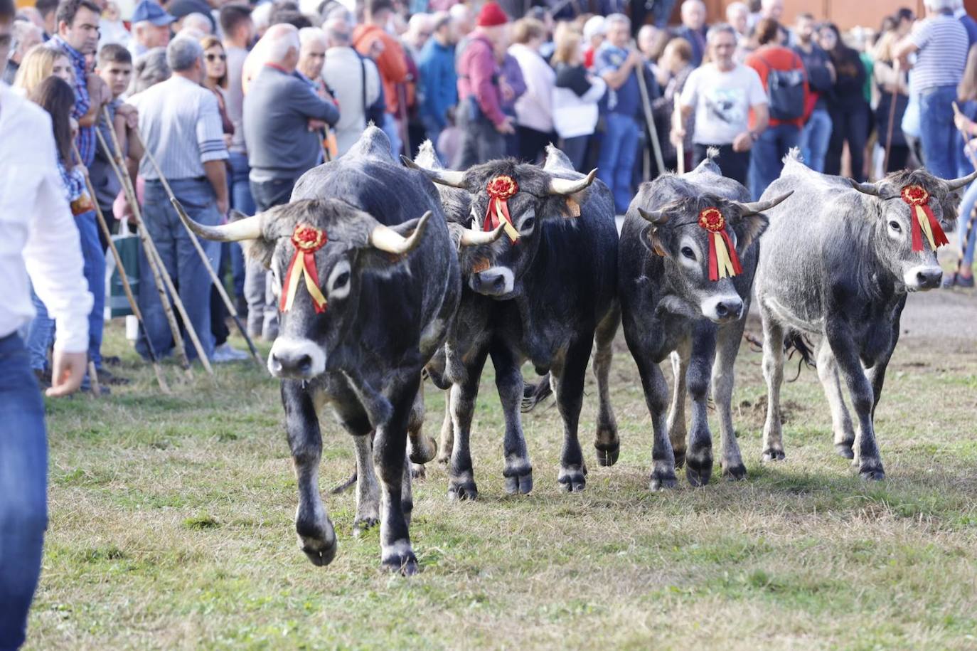 Fotos: Las tudancas se lucen en Cabezón de la Sal