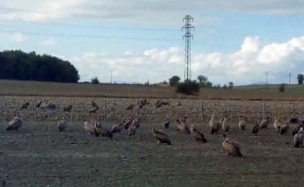 Los buitres que acabaron con las tres vacas. 