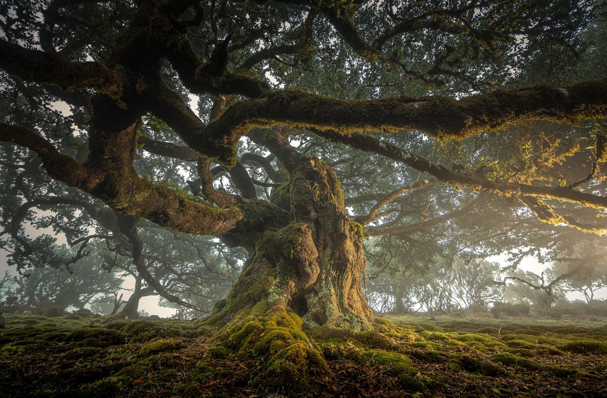 Un viejo árbol de la isla de Madeira.