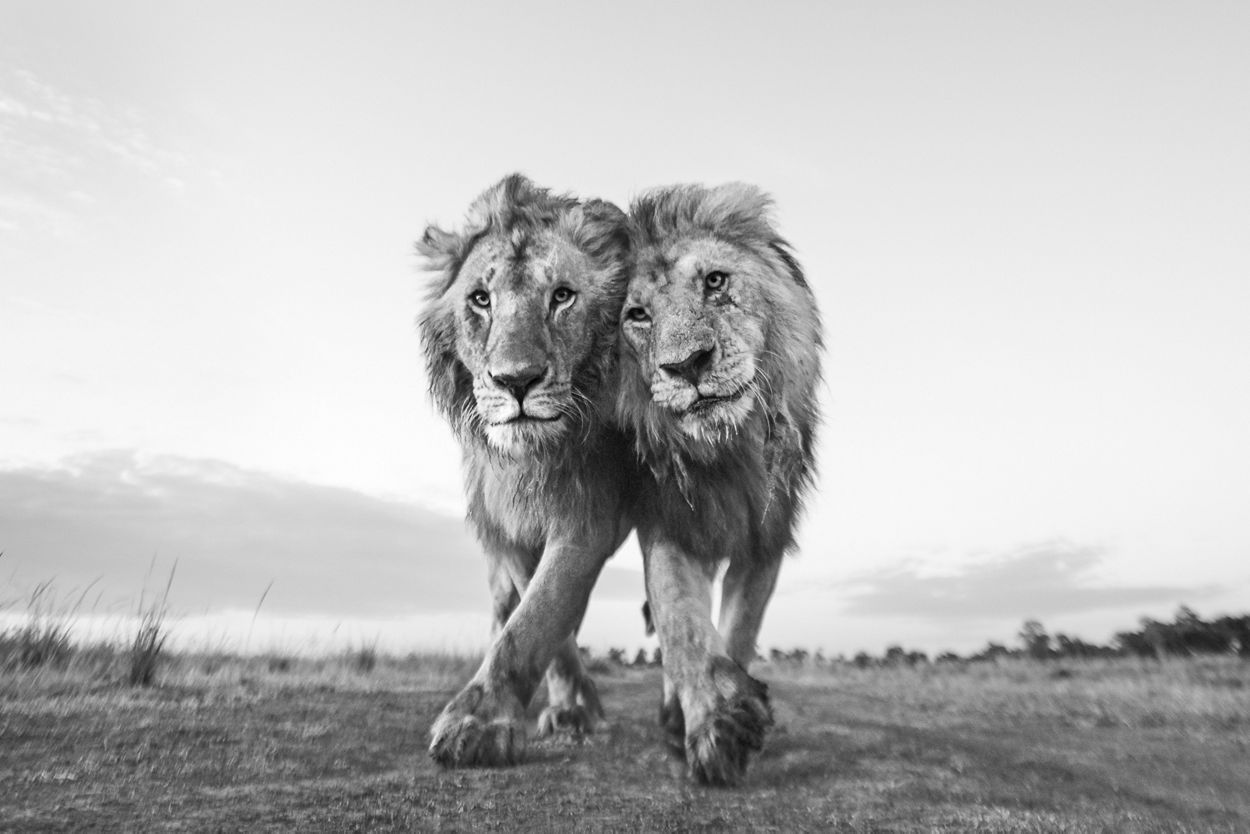 Maasai Mara, Kenia. El león de la derecha es claramente mayor que su joven compañero. 