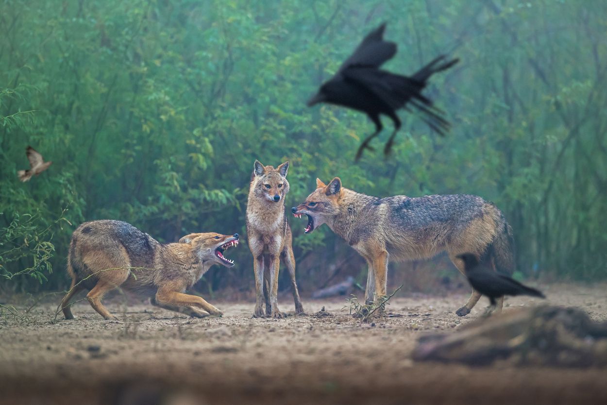 Pelea de lobos en India. 