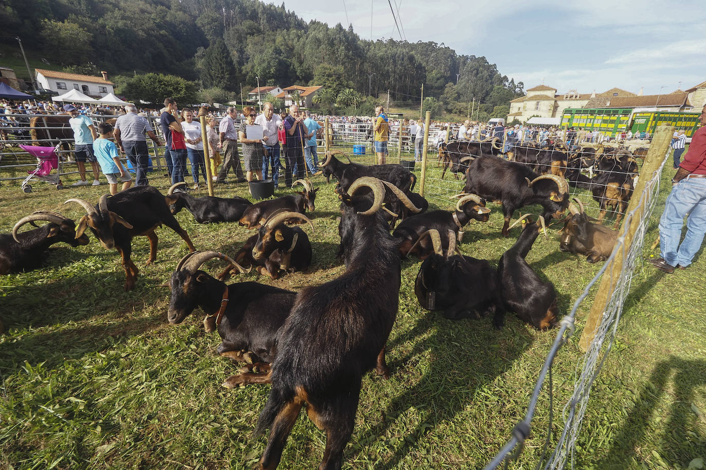 Fotos: La feria de San Lucas en Hoznayo, en imágenes