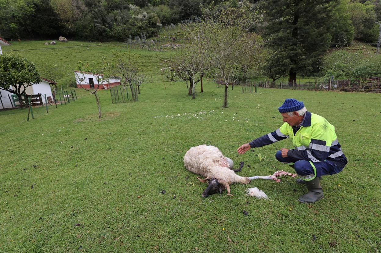 Un ganadero enseña una de las ovejas que ha sufrido un ataque de lobo. 