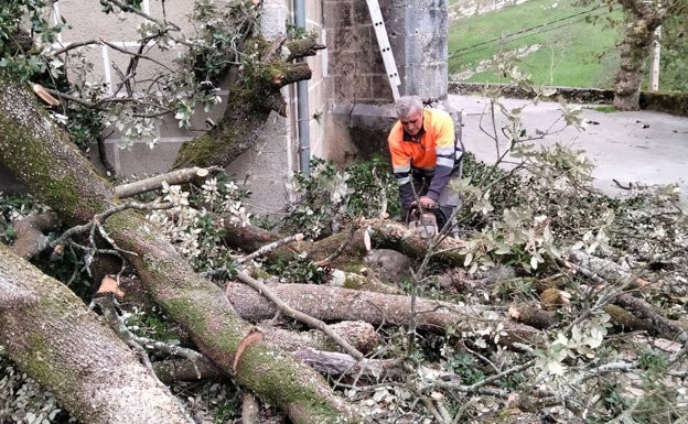 Retiran la mitad de la encina caída en Bustablado