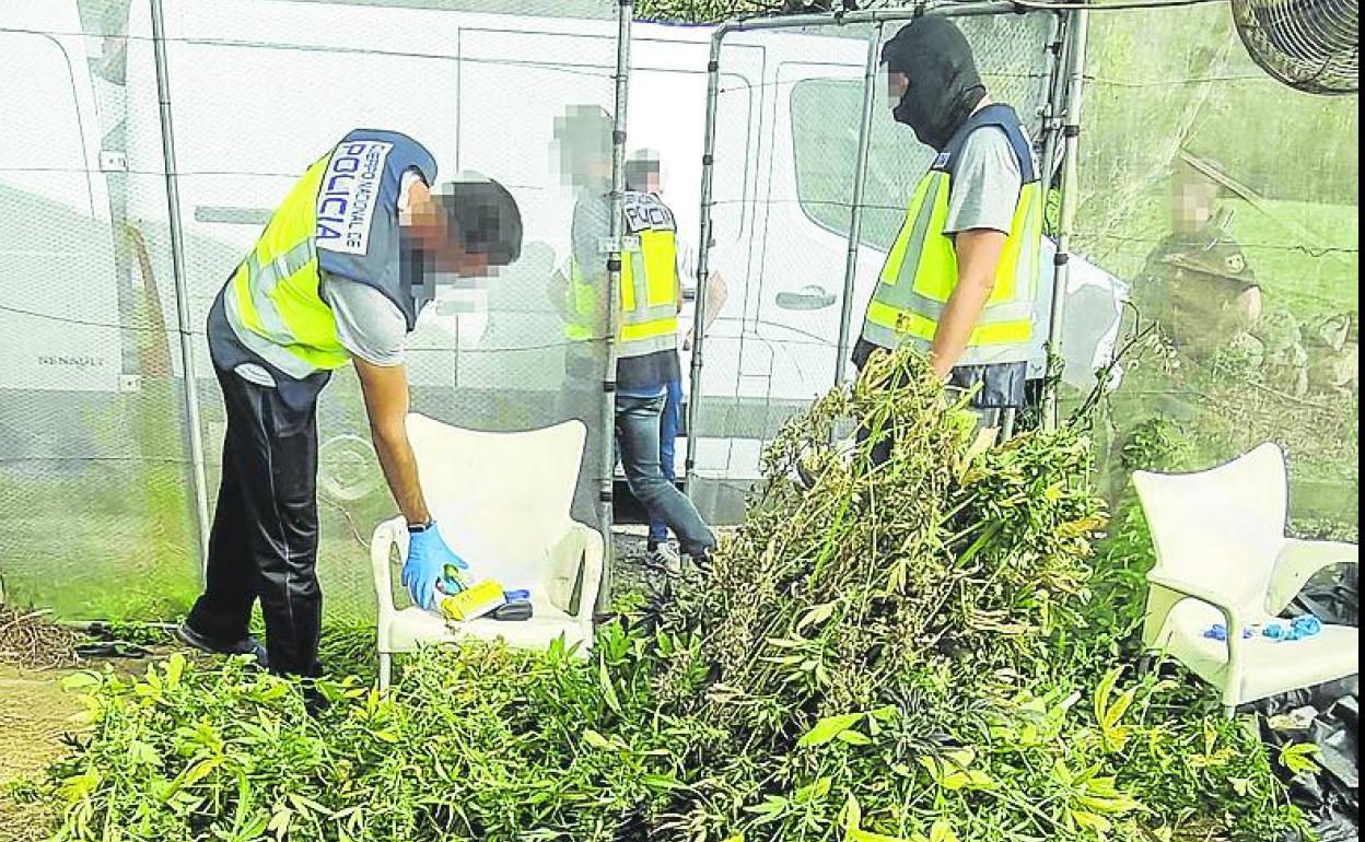 Agentes de la Policía Nacional descubren la plantación de Toranzo.