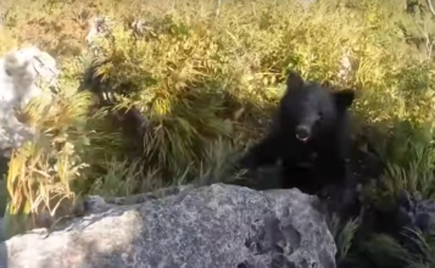 Así fue el ataque de un oso a un escalador en el monte Futago de Japón