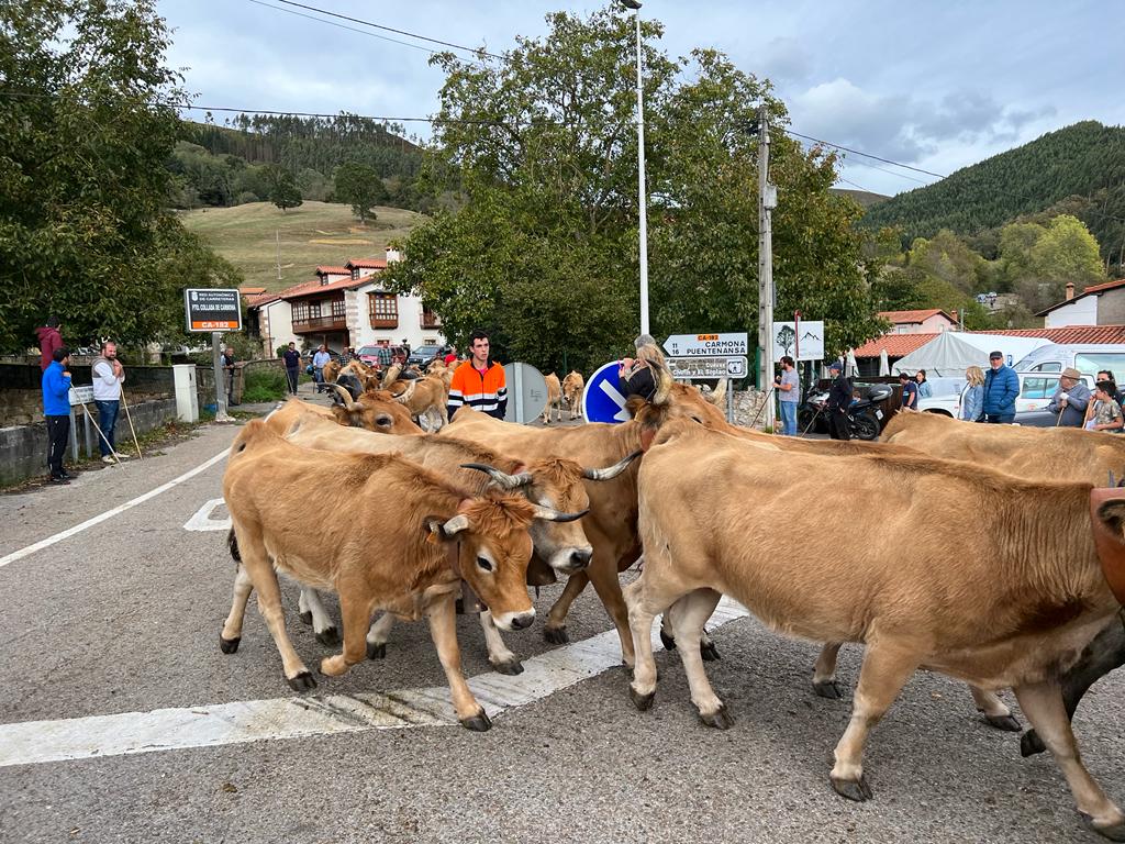 Fotos: Multitudinaria feria ganadera en Cabuérniga