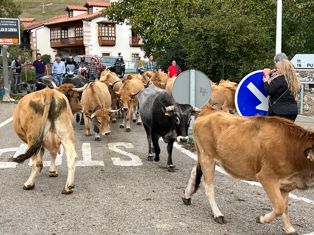 Fotos: Multitudinaria feria ganadera en Cabuérniga