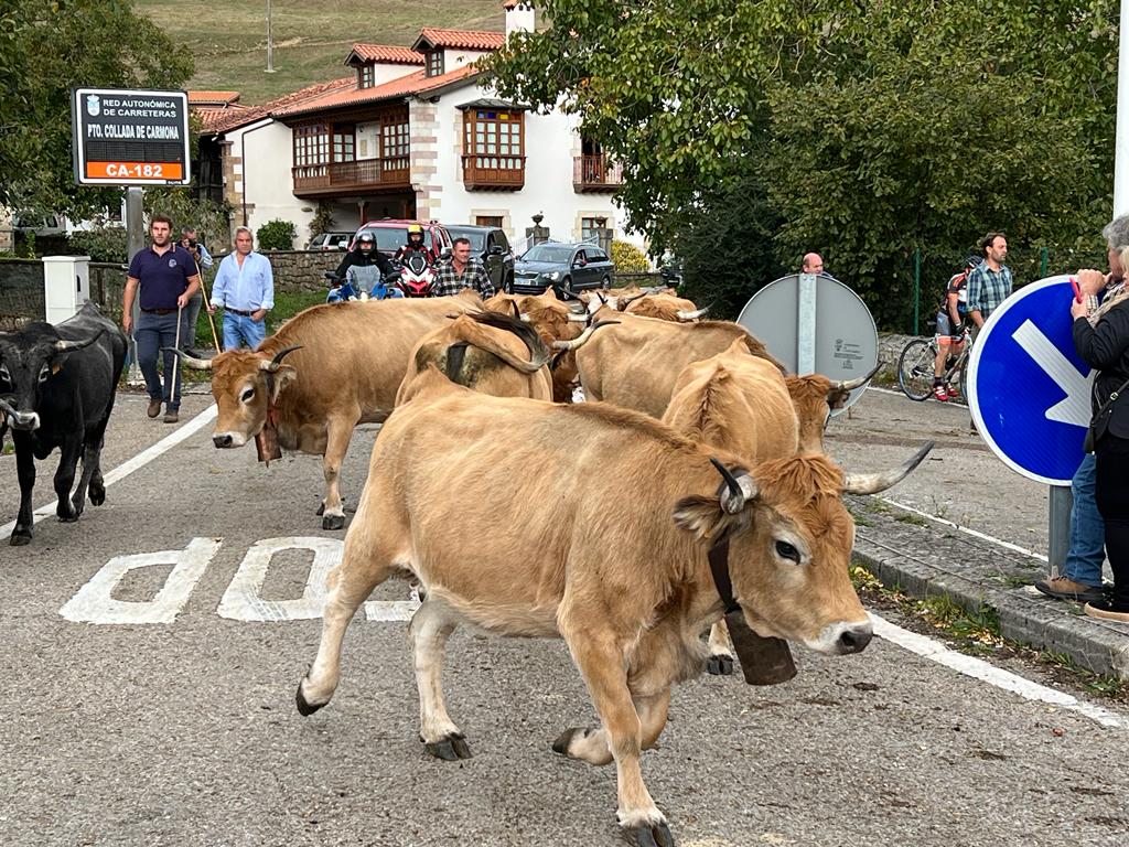 Fotos: Multitudinaria feria ganadera en Cabuérniga