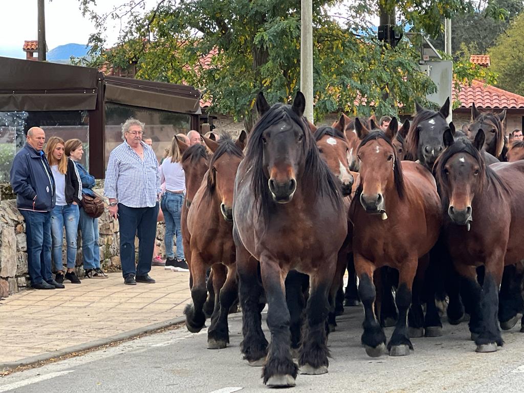 Fotos: Multitudinaria feria ganadera en Cabuérniga