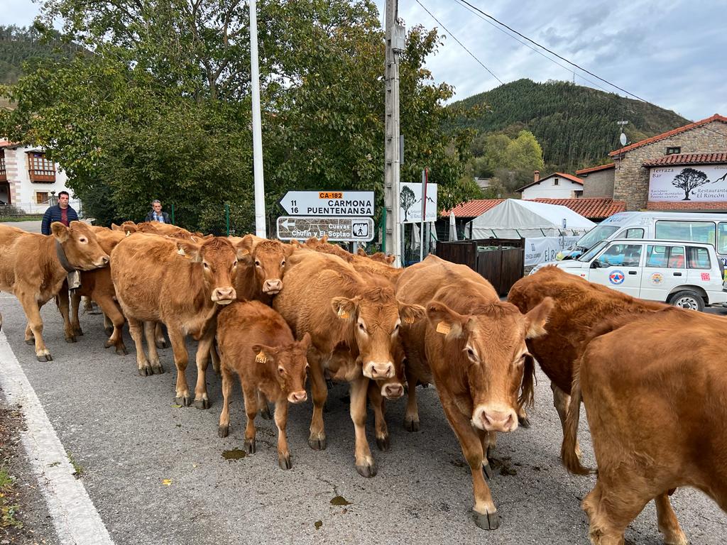 Fotos: Multitudinaria feria ganadera en Cabuérniga