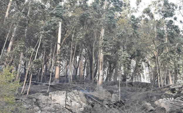 Buena parte del pinar y del eucaliptal de la ladera oeste del Gedo han quedado calcinados por las llamas.