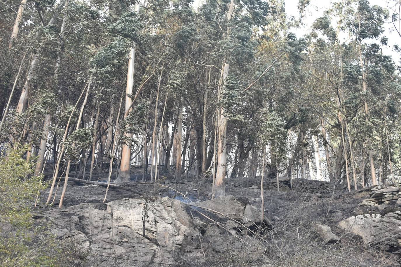 Buena parte del pinar y del eucaliptal de la ladera oeste del Gedo quedaron calcinados por las llamas.