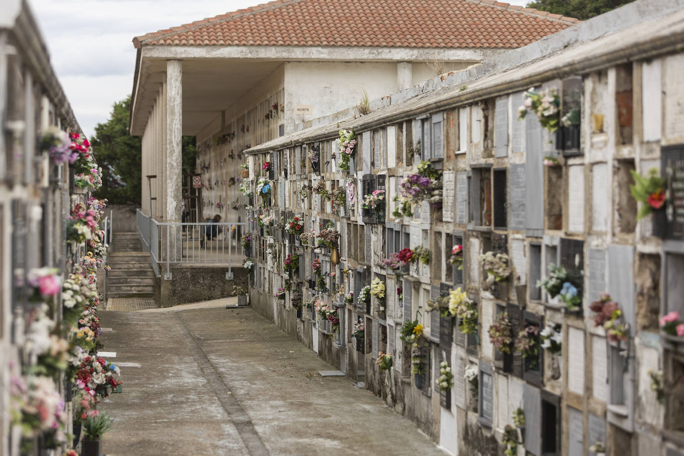 Fotos: Ciriego se llena de flores