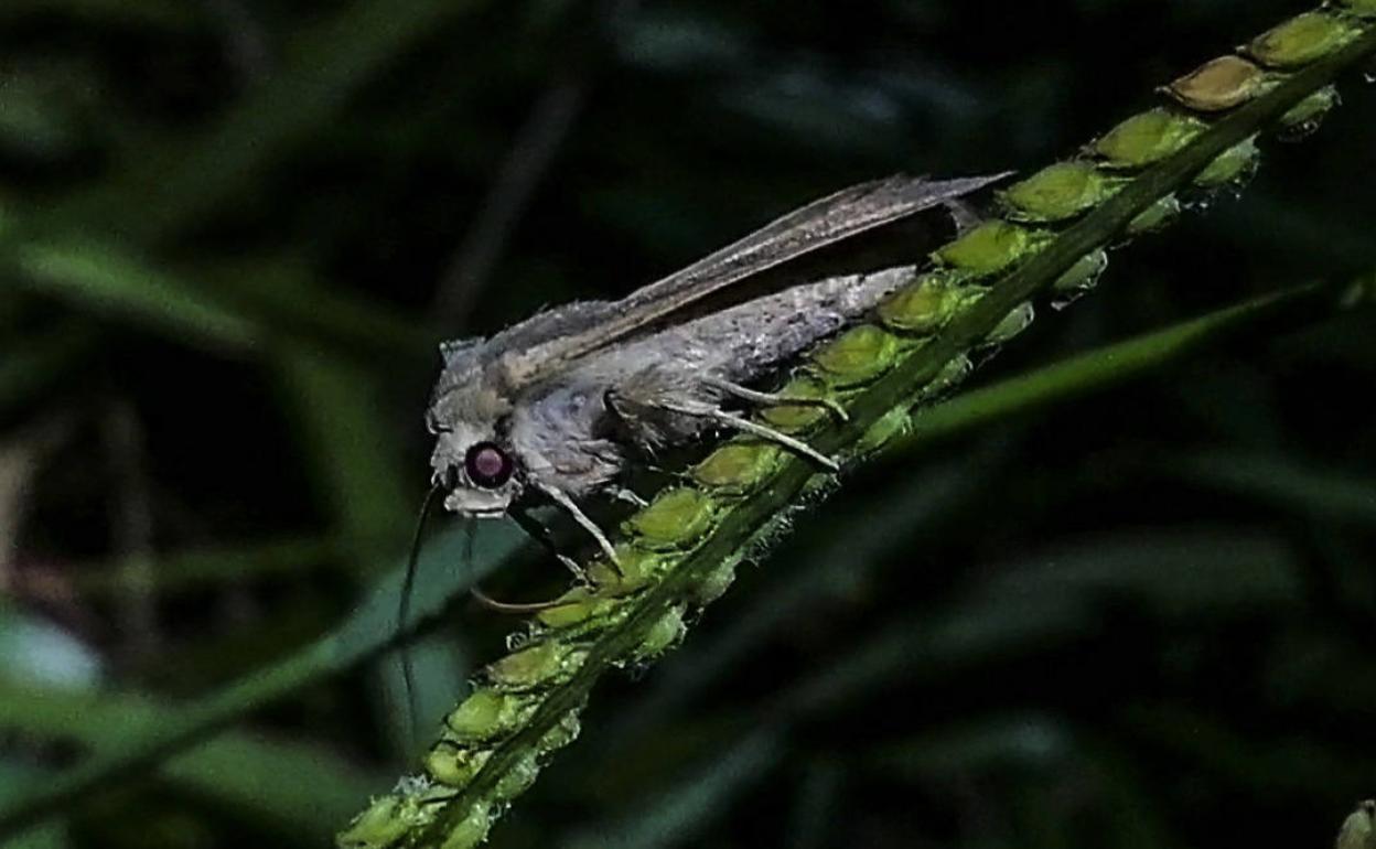 Una polilla en la zona de las Marismas Blancas.