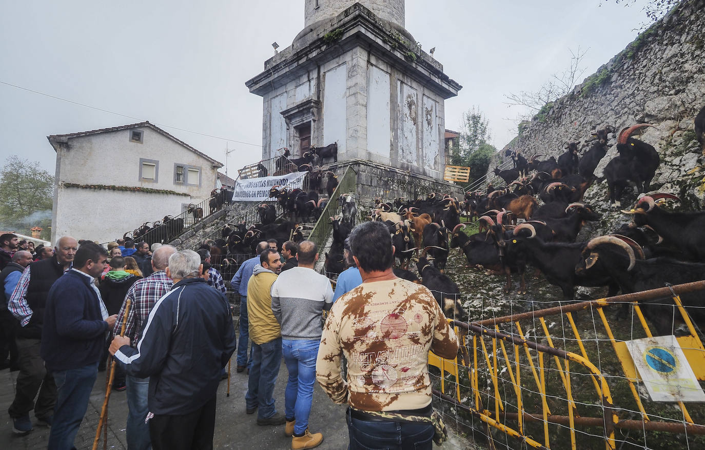 Miles de personas no se han querido perder el regreso de una de las clásicas citas ganaderas de Cantabria