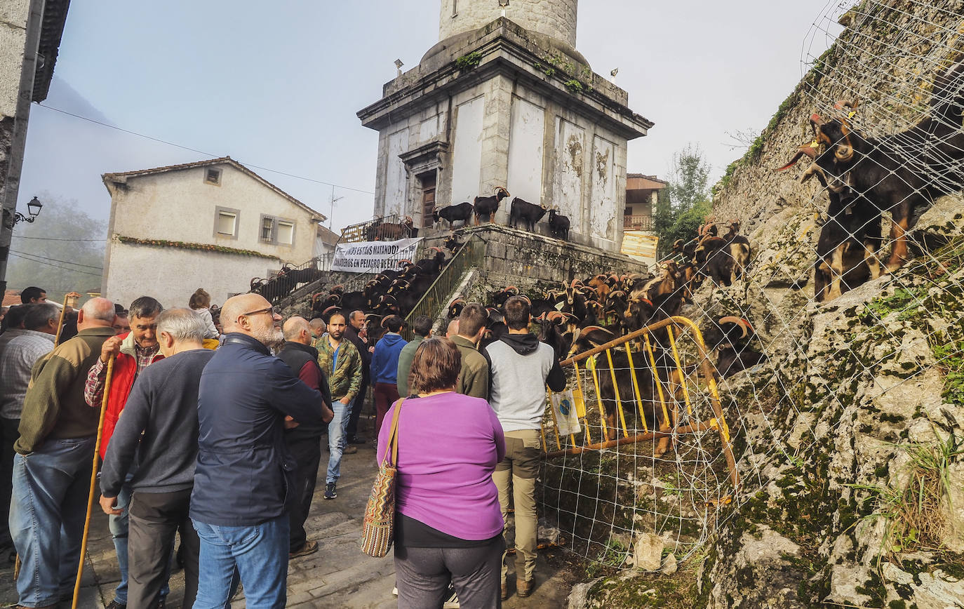 Miles de personas no se han querido perder el regreso de una de las clásicas citas ganaderas de Cantabria