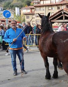 Imagen secundaria 2 - 500 cabezas de ganado desfilan en la Feria de los Santos en Potes