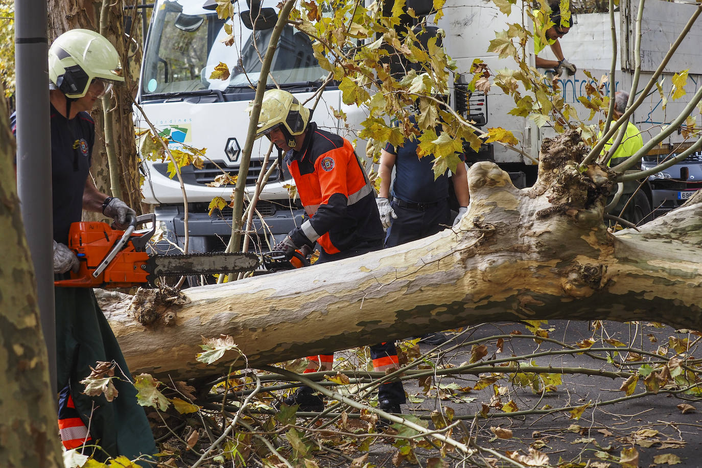 Imagen del ejemplar caído el pasado 19 de octubre por feurtes rachas de viento
