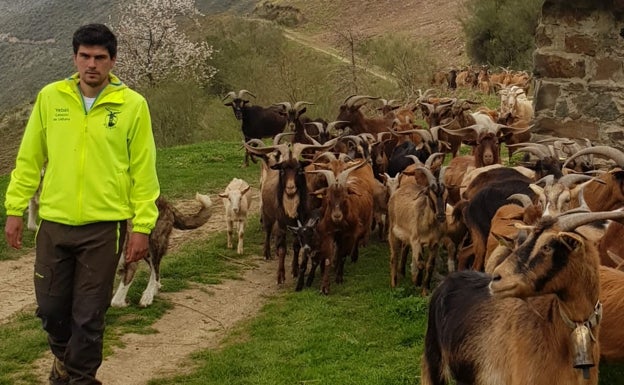 Un ganadero lebaniego escapa de un oso subiéndose a un árbol