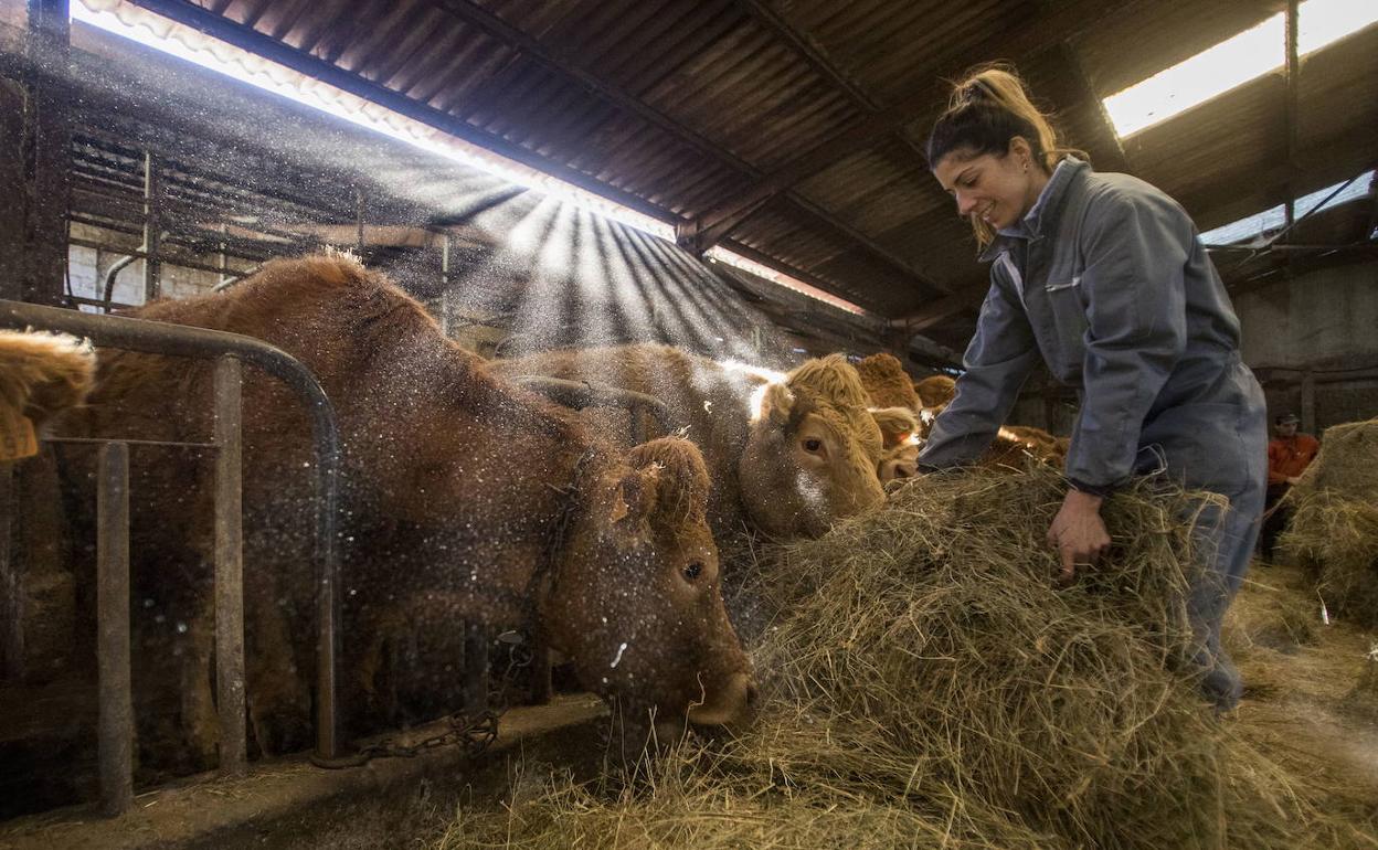 Una mujer, dando de comer a unas vacas. 