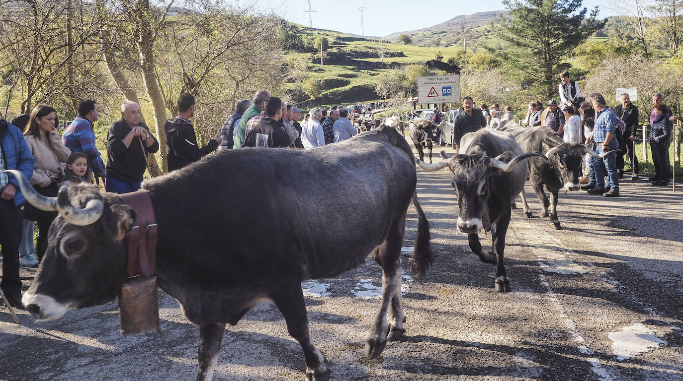 La feria ha celebrado este sábado su 42 edición con 1.116 vacas tudancas, 173 yeguas y 20 cabras. La jornada se completó con la tradicional 'pasá' por la calle principal de Quintanilla y otras actividades, como actuaciones musicales, romería y reparto de chocolate y corbatas entre los asistentes