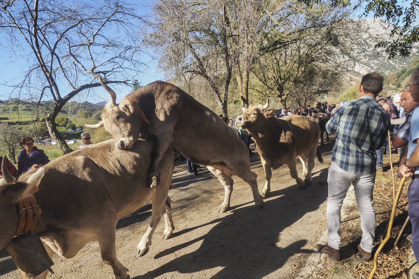 La feria ha celebrado este sábado su 42 edición con 1.116 vacas tudancas, 173 yeguas y 20 cabras. La jornada se completó con la tradicional 'pasá' por la calle principal de Quintanilla y otras actividades, como actuaciones musicales, romería y reparto de chocolate y corbatas entre los asistentes