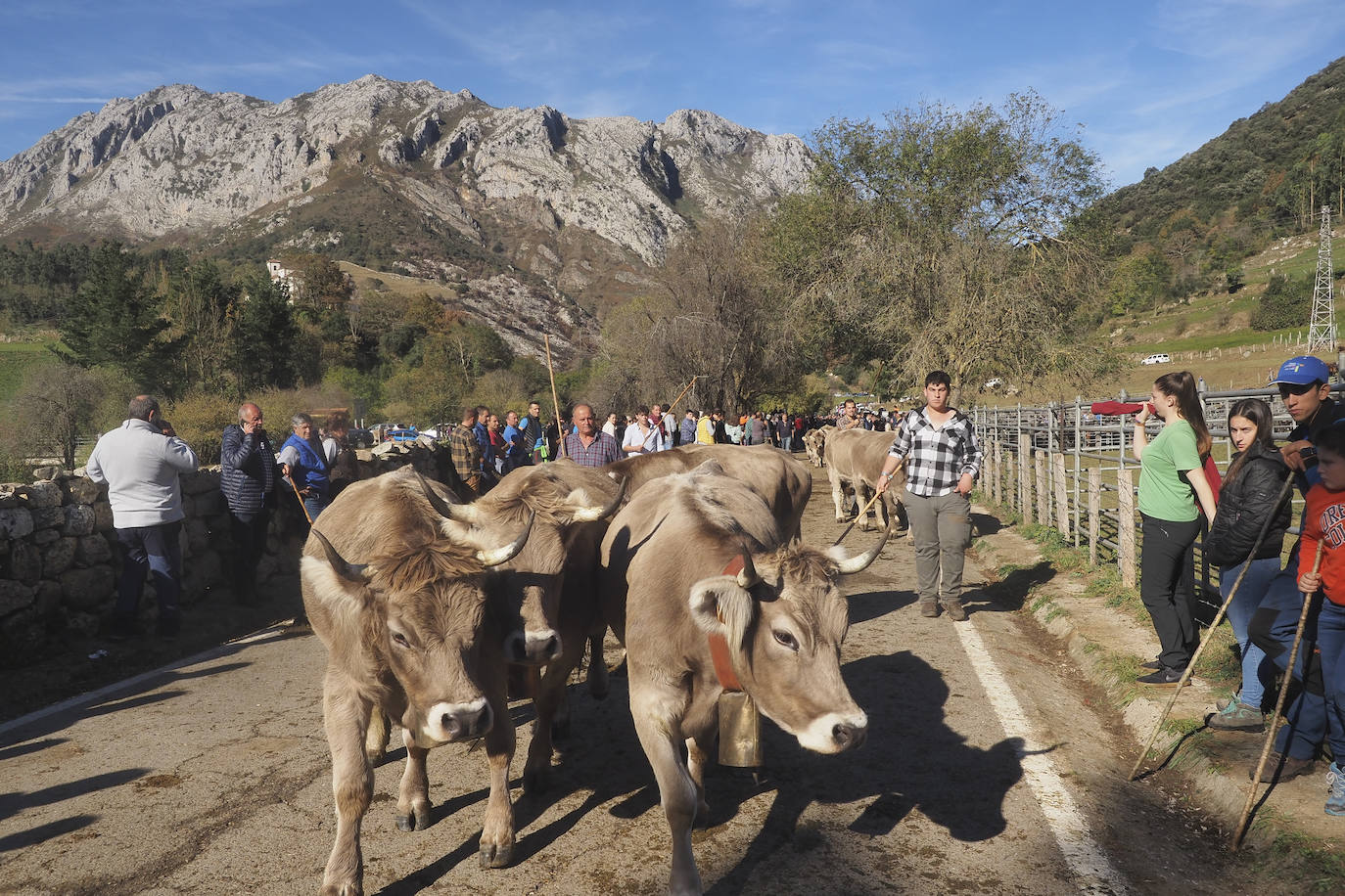 La feria ha celebrado este sábado su 42 edición con 1.116 vacas tudancas, 173 yeguas y 20 cabras. La jornada se completó con la tradicional 'pasá' por la calle principal de Quintanilla y otras actividades, como actuaciones musicales, romería y reparto de chocolate y corbatas entre los asistentes