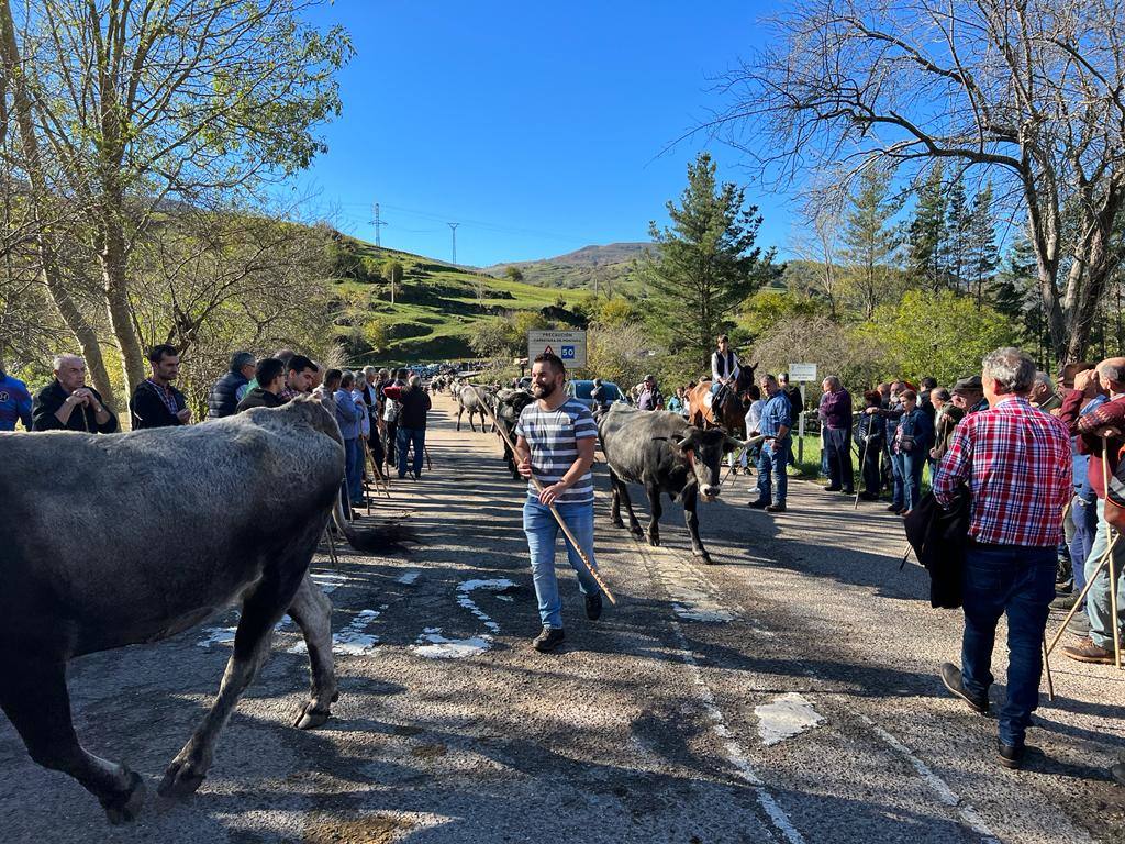 La feria ha celebrado este sábado su 42 edición con 1.116 vacas tudancas, 173 yeguas y 20 cabras. La jornada se completó con la tradicional 'pasá' por la calle principal de Quintanilla y otras actividades, como actuaciones musicales, romería y reparto de chocolate y corbatas entre los asistentes