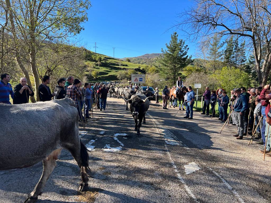 La feria ha celebrado este sábado su 42 edición con 1.116 vacas tudancas, 173 yeguas y 20 cabras. La jornada se completó con la tradicional 'pasá' por la calle principal de Quintanilla y otras actividades, como actuaciones musicales, romería y reparto de chocolate y corbatas entre los asistentes