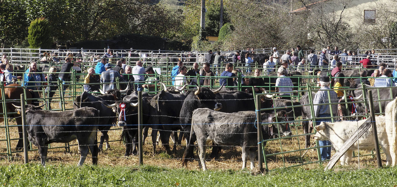 Fotos: La tradicional &#039;pasá&#039; de cabañas ganaderas por Cieza