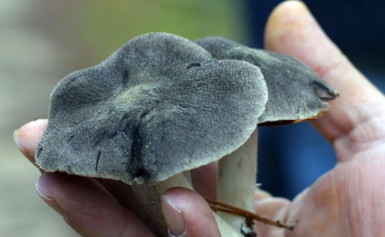 Tricholoma terreum.