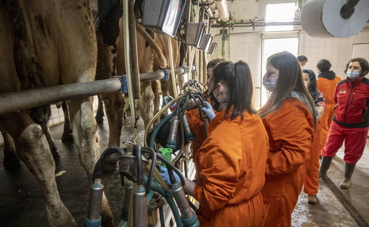 Alumnos de los ciclos agropecuarios que imparte el CIFP La Granja de Heras aprenden el manejo de una sala de ordeño. 