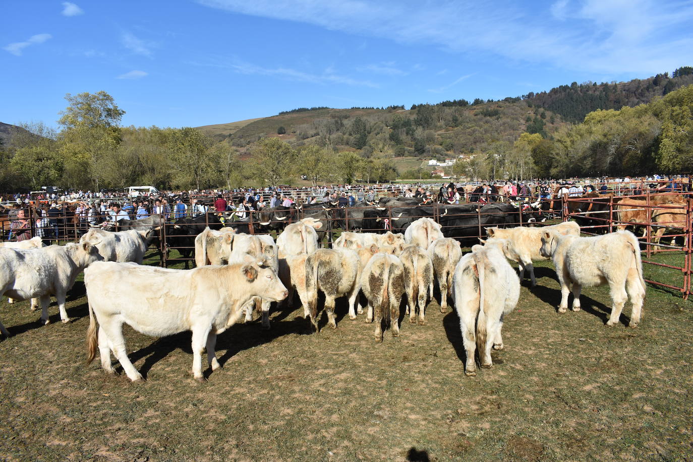 Fotos: La feria de Arenas de Iguña, en imágenes