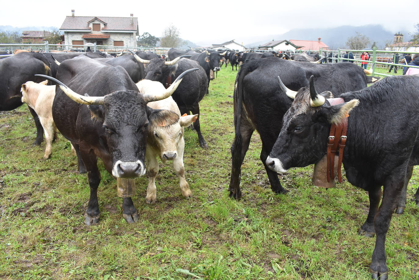 Fotos: Feria de ganado en San Felices de Buelna